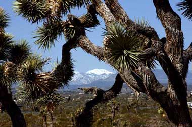 Yucca Valley