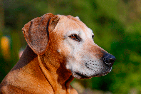 nice older dog