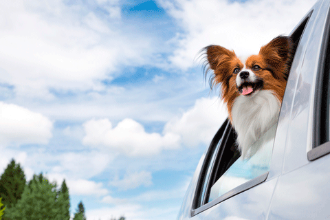 dog in car window